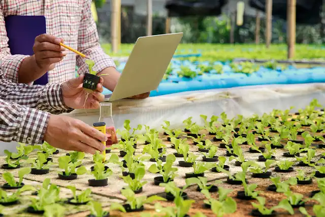 1718365773-1718365773-a-breakdown-of-the-key-components-of-hydroponic-farming